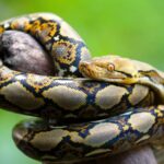 Panic in Kano as Wild Animals Escape From Ex-Accountant General’s Residence
