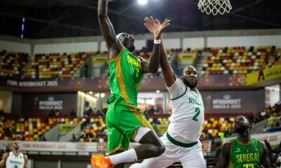D'TIGERS