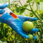 GMO pic 1