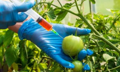 GMO pic 1