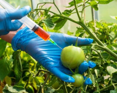 GMO pic 1