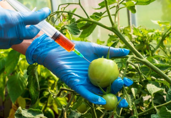 The Case Against Genetically Modified Organisms (GMOs) in Nigeria.