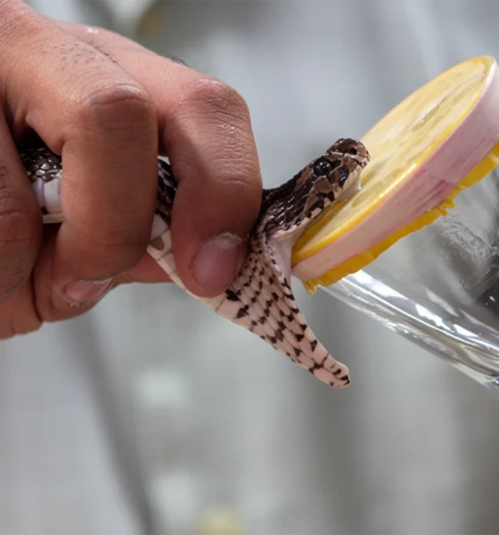 Snake venom