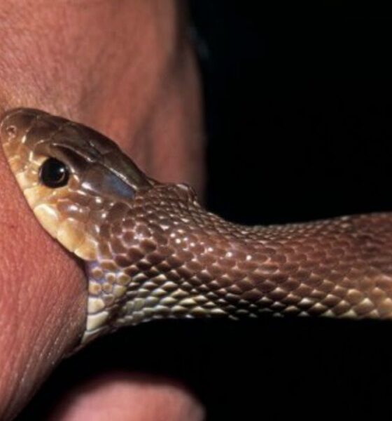 snake bite youtube screengrab