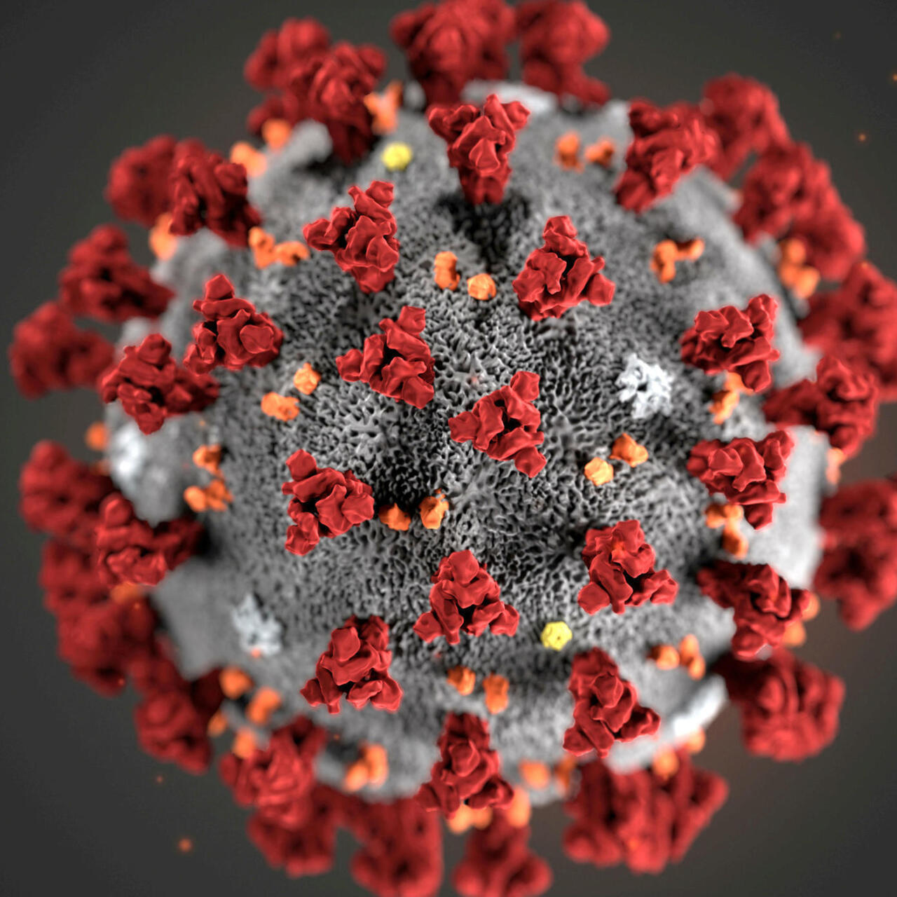coronavirus 3