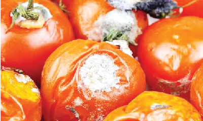 Rotten tomatoes