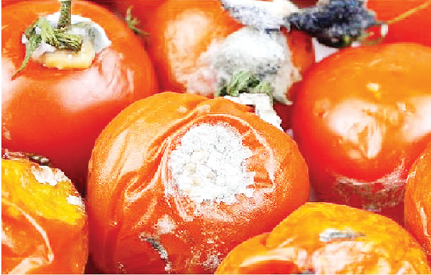 Rotten tomatoes